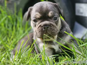 Himmlische Französische Bulldoggen Welpen mit Stammbaum 