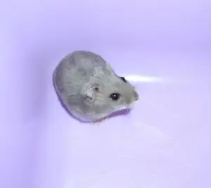 Dsungarischer Zwerghamster, weiblich, saphirfarbend (blau), Hamster Weibchen