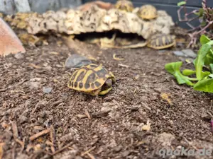griechische Landschildkröten 