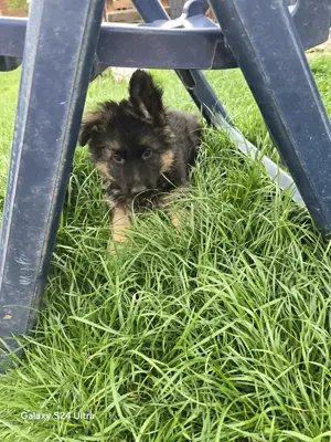 Schäferhund Welpen 