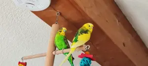 1 Wellensittiche 1 Rainbow