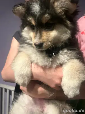 reinrasige Pomsky welpen 