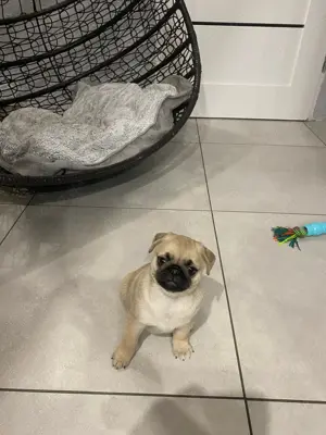 Mops Welpen  Mopswelpen