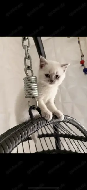 Britisch Kurzhaar Kitten 