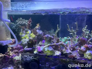 !!! Korallen Ableger Meerwasser Fische Wirbellose Lebendgestein