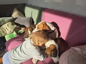 Kroatischer Jagdhund Hündin 2J 50cm 20kg Kinderlieb BUNDESWEITE Ausreise nach Adoption Bild 4