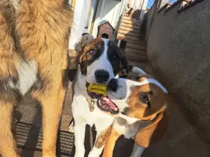 Kroatischer Jagdhund Hündin 2J 50cm 20kg Kinderlieb BUNDESWEITE Ausreise nach Adoption Bild 5