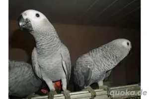 Kongo Graupapageien (Sprechen) 