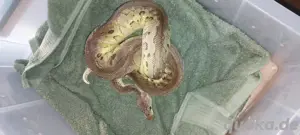 python pewter clown