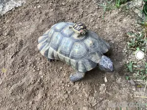 Breitrandschildkröten