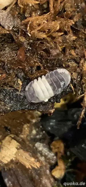 Cubaris sp.  Panda King  Assel Isopod