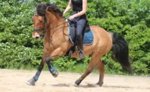 Huzule , Wallach, kein Anfängerpony 