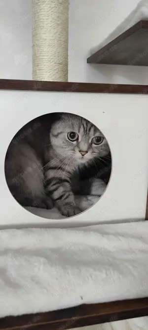 Deckkater BKH,5 Jahre alt.