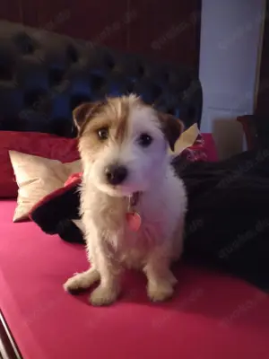 Hundesitter-Hundebetreuung 