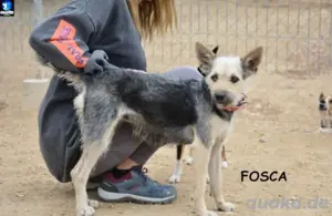 Fosca   junges Hundemädchen mit großem Herzen sucht Familie