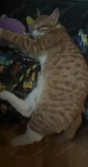 Süß katze zu neu zu Hause 