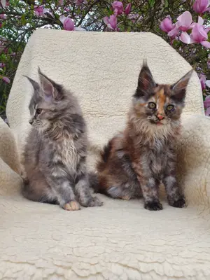 Maine Coon Kitten
