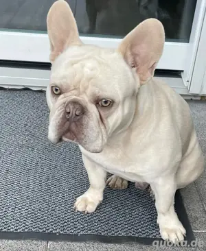 Französische Bulldogge Rüde 11 Monate Welpe 