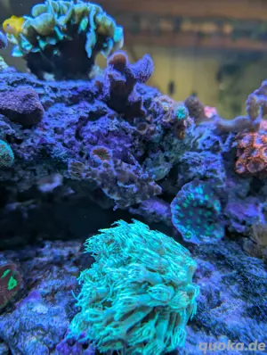 Seetangfeilenfisch zur Abgabe 