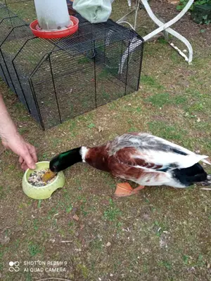 Verkaufe Silverapplayard Enten