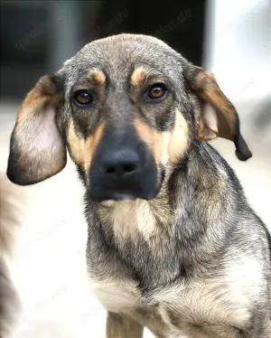 Schäferhund Mix Hündin 