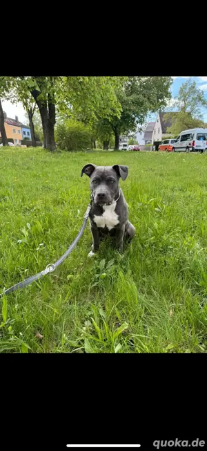 Hund, 1,5 Jahre alt, Weibchen, Mischling,