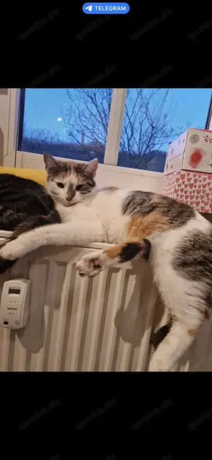 Süße Katze Luna sucht ein liebevolles Zuhause 