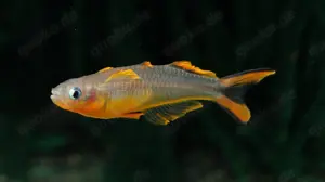 Gabelschwanz-Blauaugen - Pseudomugil furcatus - Regenbogenfisch Bild 4