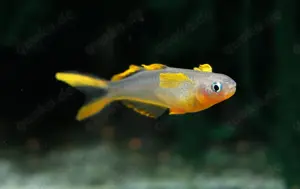 Gabelschwanz-Blauaugen - Pseudomugil furcatus - Regenbogenfisch Bild 2