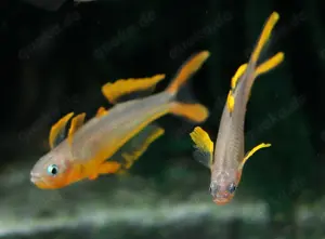 Gabelschwanz-Blauaugen - Pseudomugil furcatus - Regenbogenfisch Bild 6