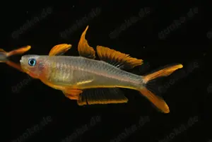 Gabelschwanz-Blauaugen - Pseudomugil furcatus - Regenbogenfisch Bild 10