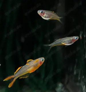 Gabelschwanz-Blauaugen - Pseudomugil furcatus - Regenbogenfisch Bild 9