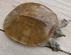 Chinesische Weichschildkröte 