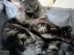 Maine-Coon-Kater 3,5 Jahre