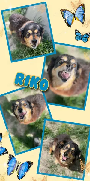 zuckersüßer kleiner Hundeopi "Riko" sucht dringend ein schönes Zuhause 