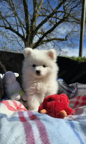 süsser kleiner Spitz Neila