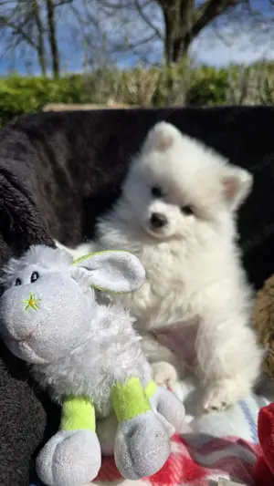 Süsser kleiner Spitz Nando
