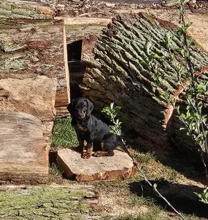 SSB Welpen, Kopov, Bracken, Jagdhunde 