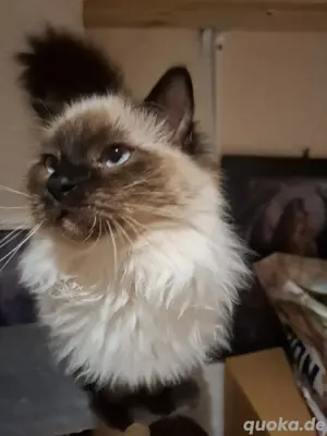 deckkater heilige Beamer kater