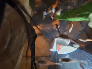 Guppys zu verschenken
