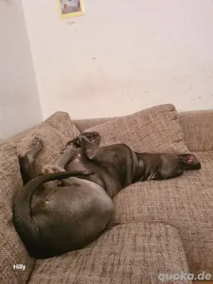 Deutsche Dogge Daisy