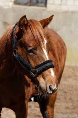 Paint Horse Jährling 