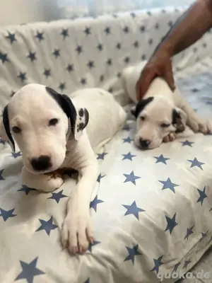 Dogo Argentino Welpen
