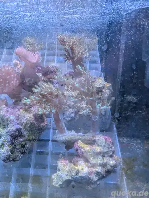 Keniabäumchen + Lobophytum Korallenableger Bild 3