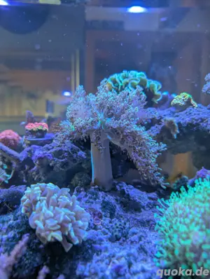 Keniabäumchen + Lobophytum Korallenableger Bild 2
