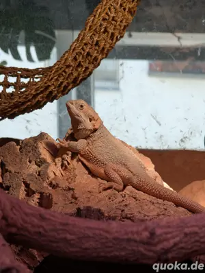 Bartagame Weiß