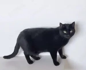 SOPRESA - schüchtern, devot und ruhig