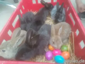 Verkaufe 6 Kaninchen Babys
