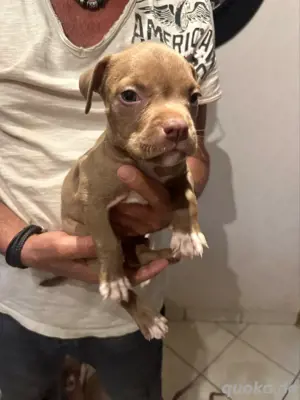 12Wochen alte American Pocket Bully Welpen dürfen jetzt ausziehen