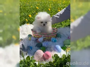 Reinrassige Pomeranian Zwergspitz Welpen